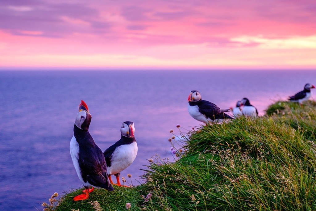 冰岛客场小胜立陶宛，一步之遥晋级