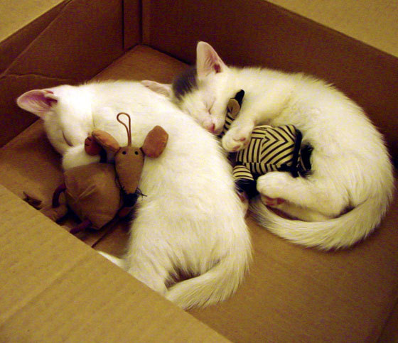 跨界争冠启示录，篮网的坚韧与乔治的接管—胜利背后的唯一法则